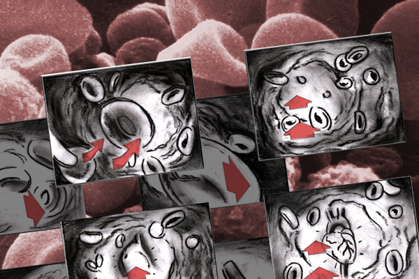 Blood Cells